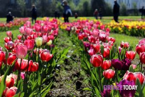 Wanderandpick, il giardino dei tulipani torna a Lastra a Signa
