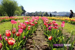 Torna il fantastico parco dei tulipani: ce ne sono 120mila