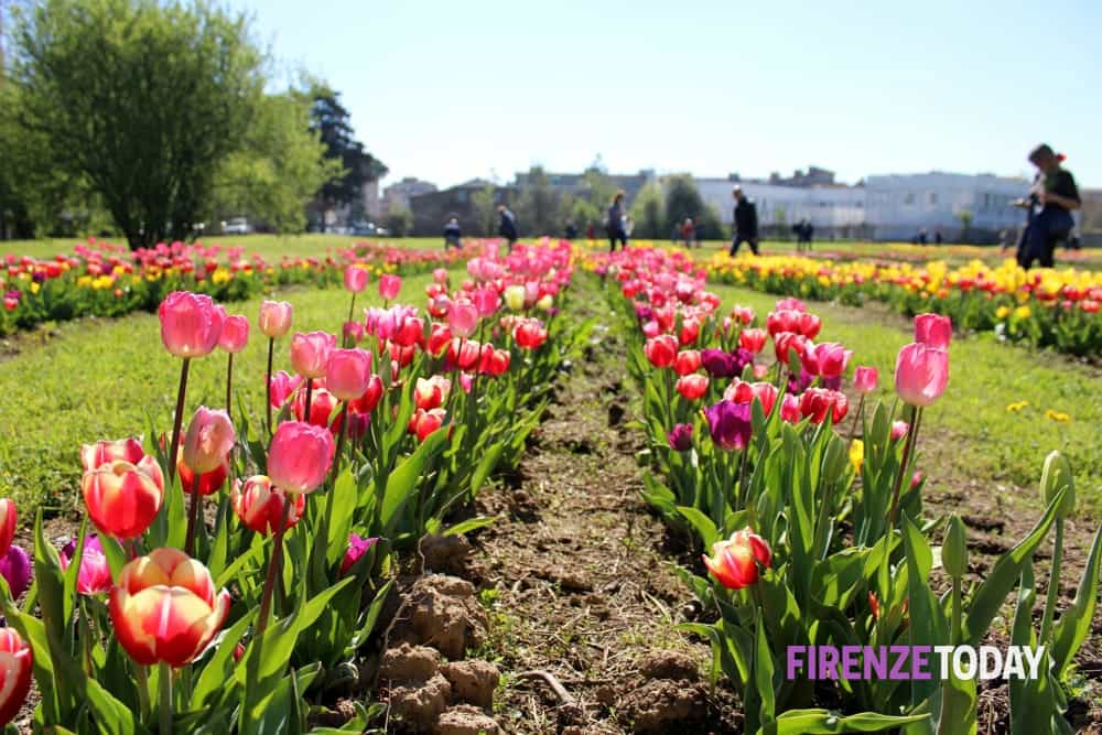 Torna il fantastico parco dei tulipani: ce ne sono 120mila