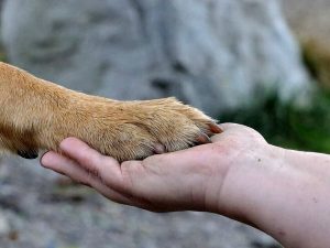 Manifestazione contro la violenza sugli animali