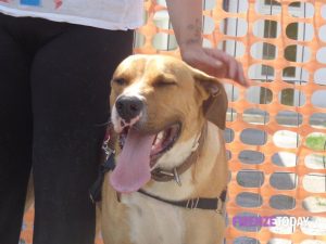 Festa del cane "bastardino" a Empoli
