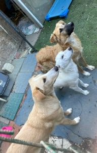 I cani in cerca di famiglia a Firenze nel mese di febbraio