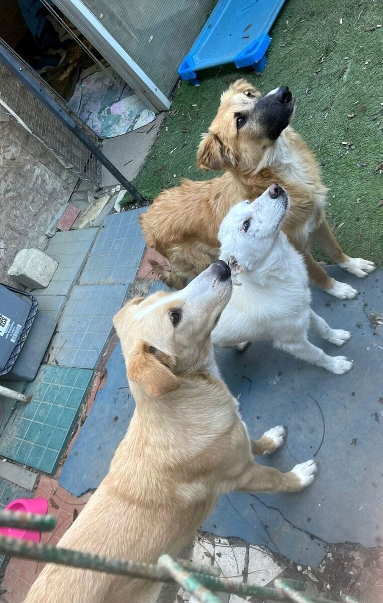 I cani in cerca di famiglia a Firenze nel mese di febbraio