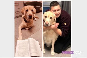Studente cieco per malattia genetica: "Non trovo casa perché non vogliono il mio cane guida, come faccio?"