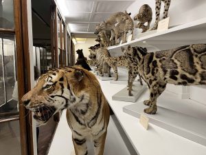 Museo della Specola: giovedì la grande riapertura