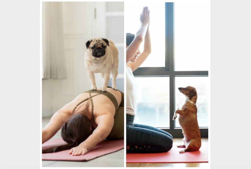 Arriva a Firenze lo yoga per i cani / FOTO
