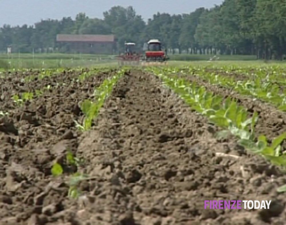 8 marzo, Unione agricoltori Firenze: “Il 30% delle aziende agricole della provincia sono guidate da donne”