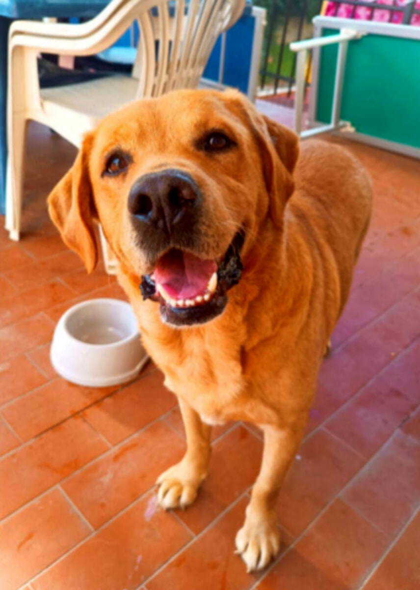 I cani in cerca di famiglia a Firenze nel mese di marzo