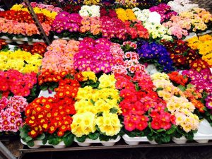 Montelupo in fiore: mostra mercato dedicata alla bellezza della natura in fiore.
