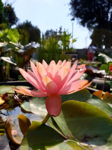 Firenze Flower Show: mostra mercato piante rare e inconsuete