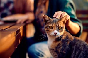 I gatti potrebbero vivere fino a 30 anni: merito di un farmaco innovativo