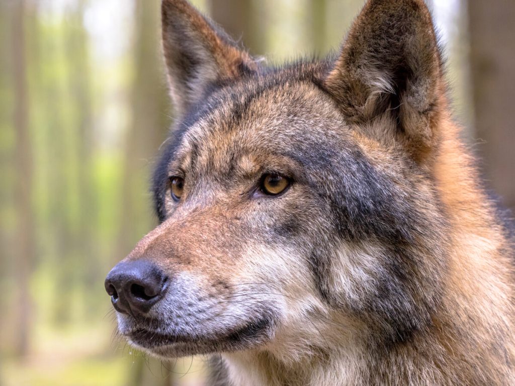 Inseguire gli animali selvatici è reato: cosa si rischia e come comportarsi