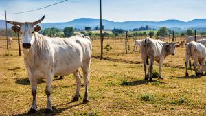 "Non è più economicamente sostenibile”. La crisi della carne Chianina spiegata bene