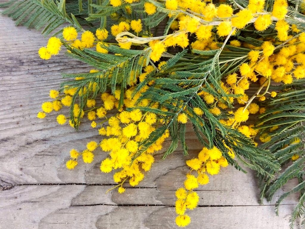 Festa delle donne: perché si regala la mimosa?