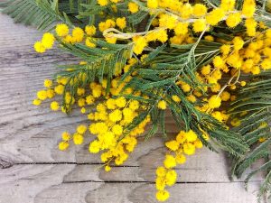Festa delle donne: perché si regala la mimosa?