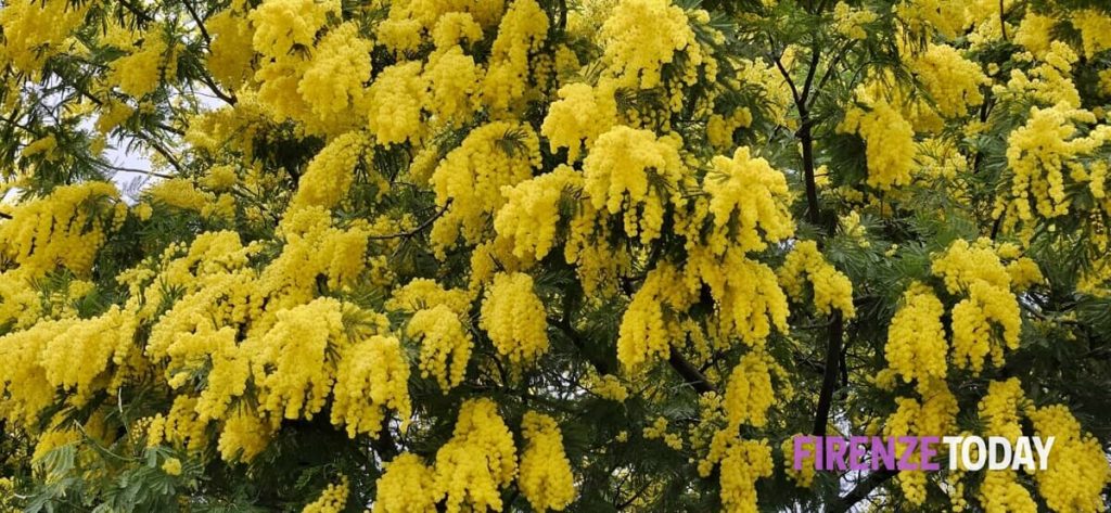L’inverno non c’è più, le mimose fioriscono con mesi di anticipo: produzione in calo e prezzi in aumento