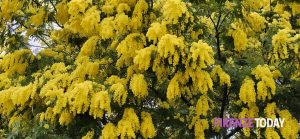 L’inverno non c’è più, le mimose fioriscono con mesi di anticipo: produzione in calo e prezzi in aumento