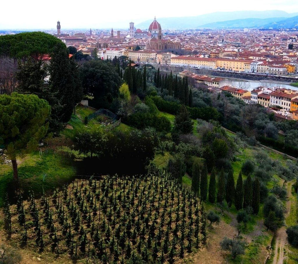 Presentata la prima vigna urbana a Firenze
