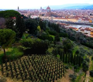 Presentata la prima vigna urbana a Firenze