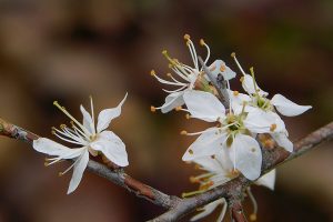 Ad Arnovecchio sboccia la Primavera: visita a tema alla scoperta dei primi fiori