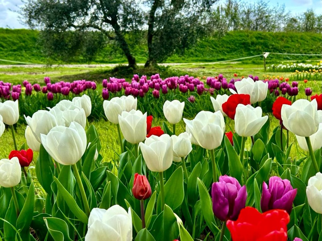 Anche a Calenzano il campo dei tulipani: quasi 30mila i fiori da ammirare