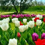 Anche a Calenzano il campo dei tulipani: quasi 30mila i fiori da ammirare