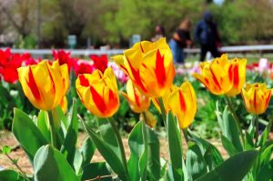 Wanderandpick, il parco dei tulipani a Lastra a Signa