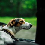 Viaggiare con un cane: tutti i consigli e i suggerimenti per partire con serenità