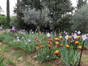 Apre il giardino dell'Iris 
