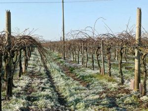 Maltempo, è allerta gelate: “Agricoltura a rischio”