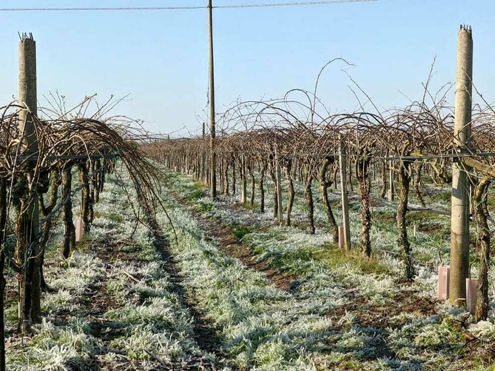 Maltempo, è allerta gelate: “Agricoltura a rischio”