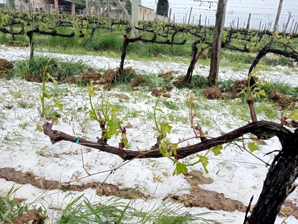 Meteo pazzo, agricoltori in ansia per vigneti e apicoltura: "Si rischia una mancanza di produzione"