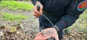 Gatto intrappolato da lacci metallici per catturare animali selvatici: minorenne nei guai