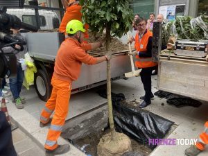 Via Cavour, aranci già malati? “Piante colpite da un parassita di origine asiatica” / FOTO