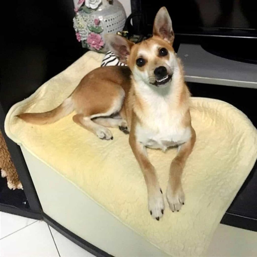 I cani in cerca di famiglia a Firenze nel mese di aprile