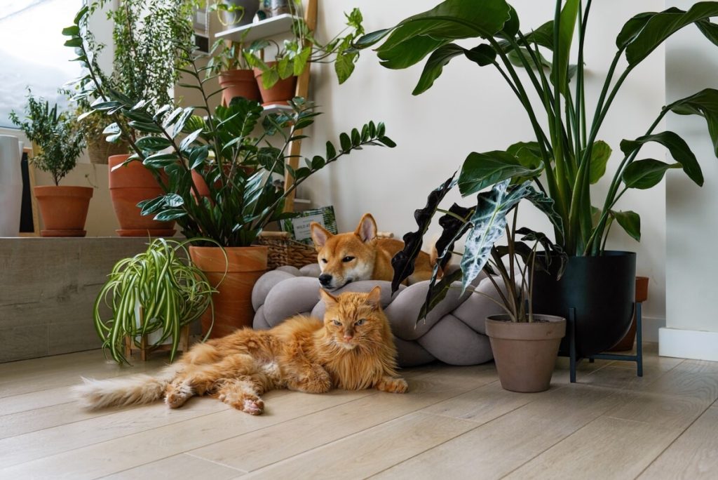 Piante pet-friendly: le più sicure per gli animali domestici