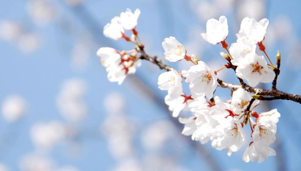 Festa di primavera e mercato dei fiori