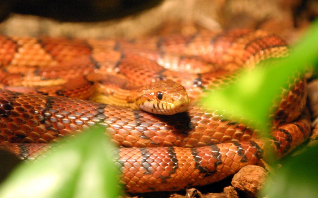 Scappa serpente di un metro e mezzo, paura a Rifredi