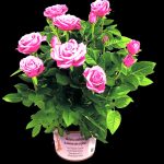Una rosa in vaso per celebrare la mamma e sostenere la ricerca contro l’Alzheimer