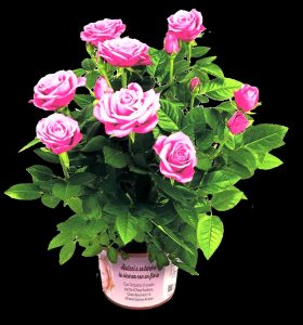 Una rosa in vaso per celebrare la mamma e sostenere la ricerca contro l'Alzheimer