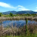 Festa delle oasi WWF: a Sesto Fiorentino visite gratuite all’oasi Val di Rose