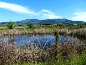 Festa delle oasi WWF: a Sesto Fiorentino visite gratuite all'oasi Val di Rose