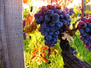 Vino: danni da peronospora, via libera al decreto ristori