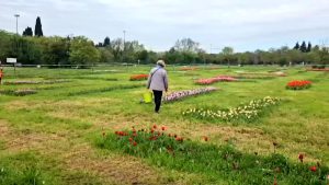Aperto il giardino dei tulipani a Scandicci  VIDEO