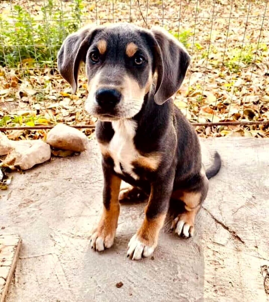 Cani, arriva in Toscana il progetto per trovare famiglia quando muore il padrone