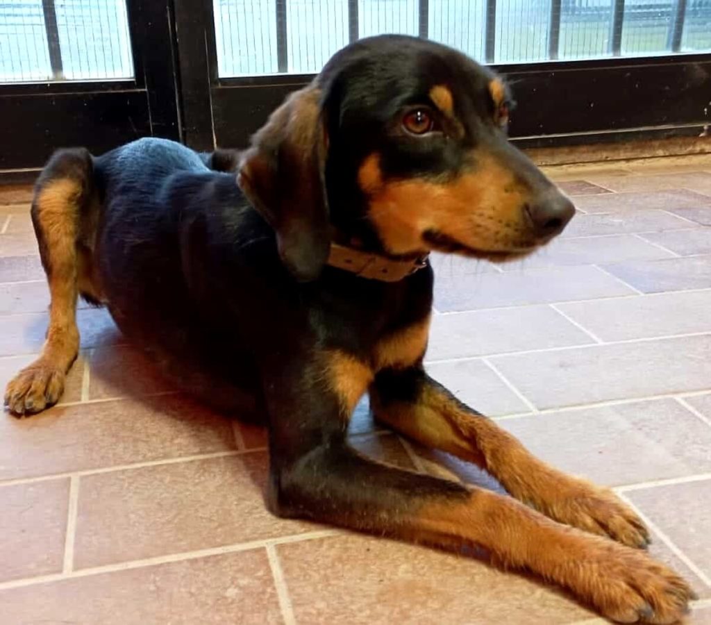 I cani in cerca di famiglia a Firenze nel mese di maggio