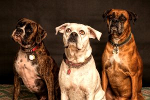 Maltrattamento genetico degli animali: cos’è e quali sono le conseguenze