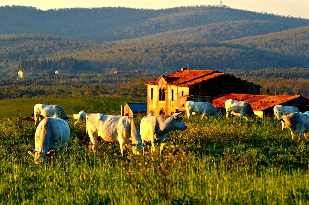 Dagli asparagi alle acque termali naturali, dagli Etruschi di Vulci ai canyon di origine vulcanica: Canino un territorio tutto da scoprire