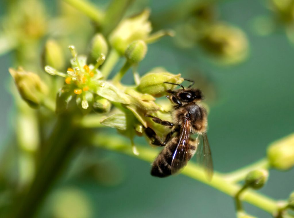 Studenti lanciano polpette di fiori per salvare le api: “Le nuove generazioni più consapevoli di noi adulti”