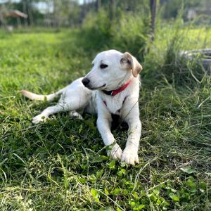 I cani in cerca di famiglia a Firenze nel mese di giugno